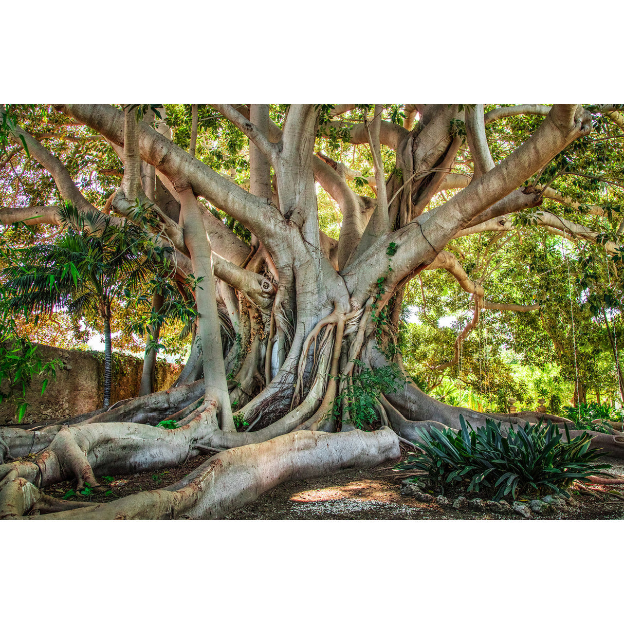 Evergreen Wonder Photographic Art | Oroa.com