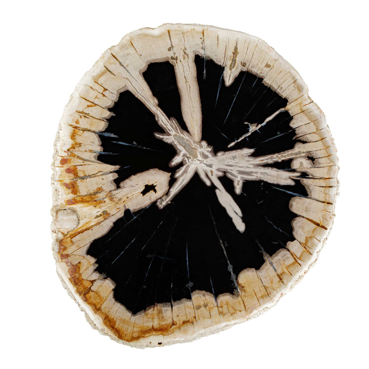 Modern European furniture - Petrified Wood Indoor/Outdoor Accent Table - www.oroa.com | Oroa.com