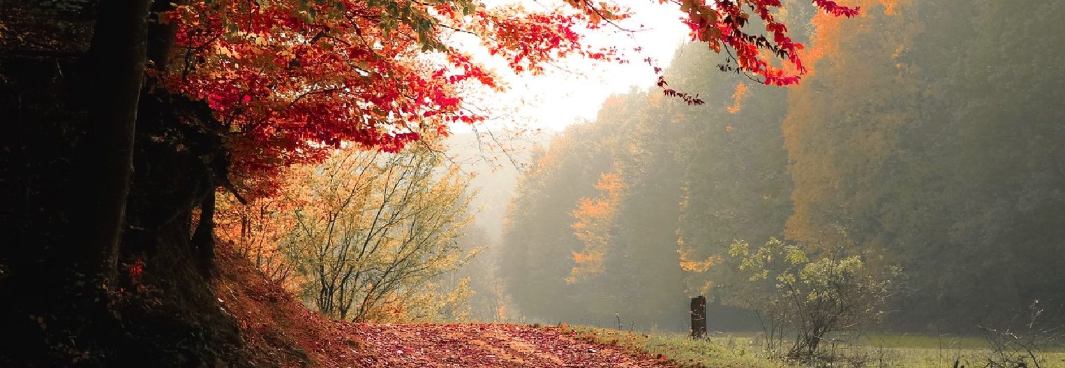   3 Simple Ways To Transition to Fall | Oroa.com