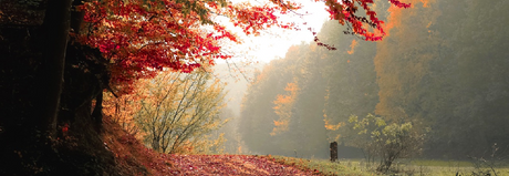   3 Simple Ways To Transition to Fall | Oroa.com