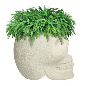   Skull-Shaped Planter Champagne Cooler | Oroa.com