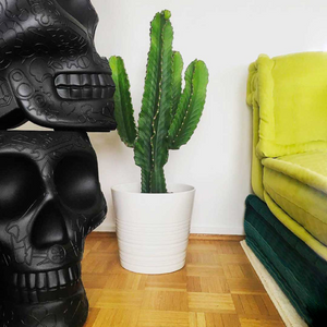   Skull-Shaped Planter Champagne Cooler | Oroa.com