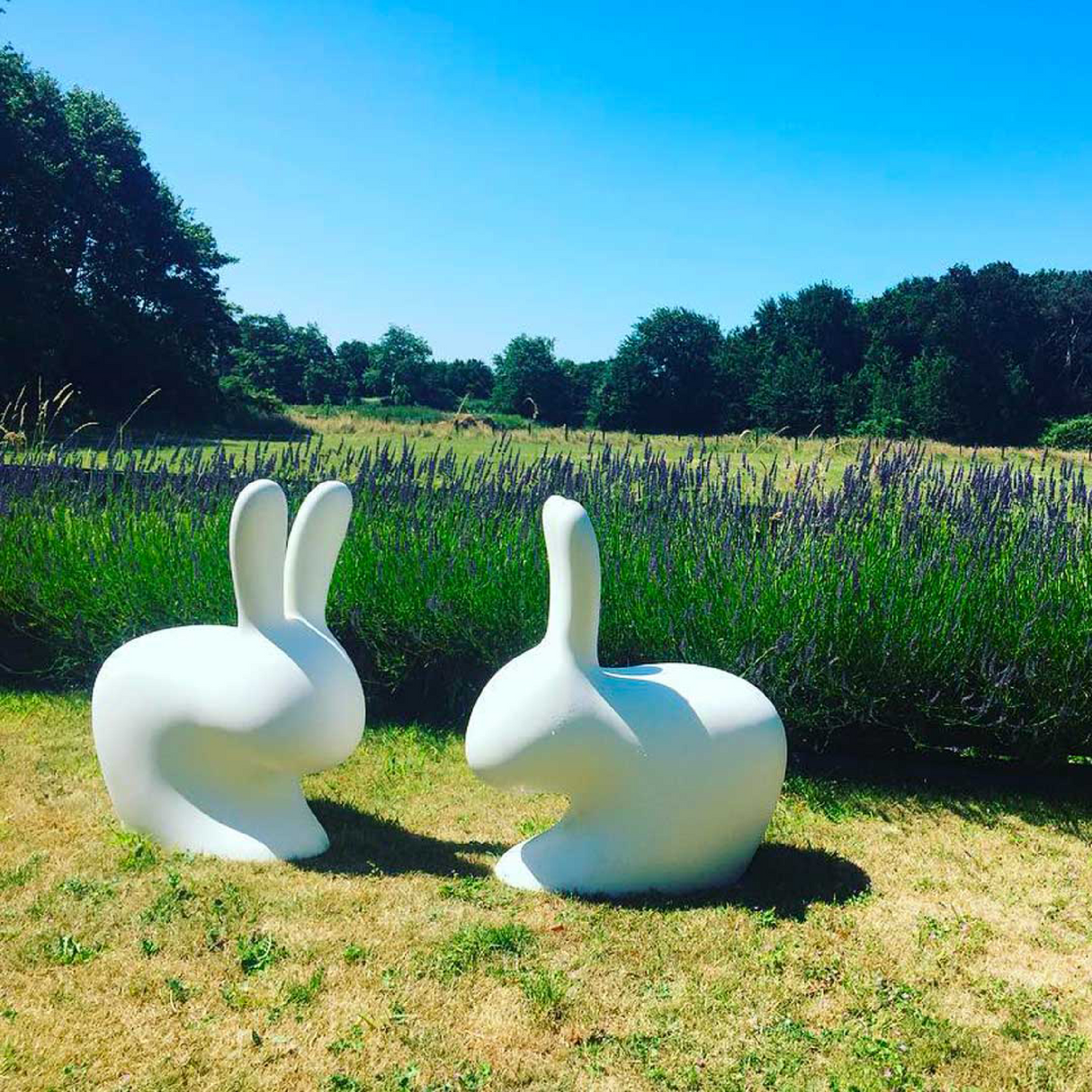   Molded Bunny Chair | Oroa.com