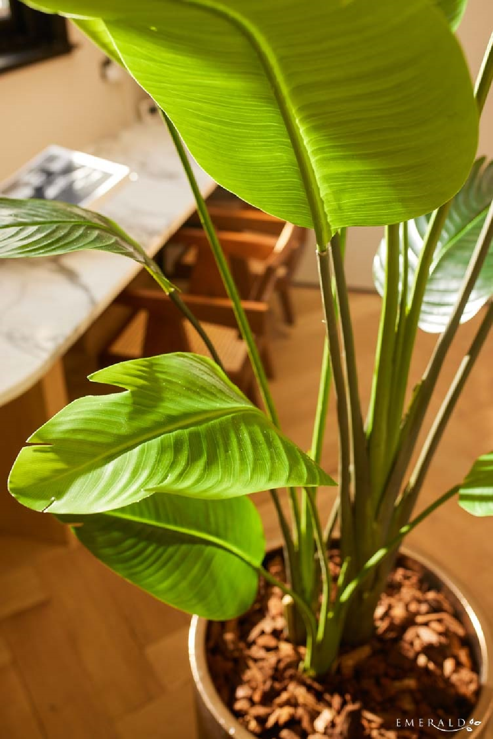  Faux Bird of Paradise Plant Set (2) | Oroa.com